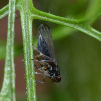 Pissonotus piceus