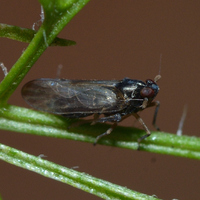 Pissonotus piceus