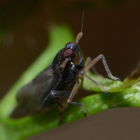 Pissonotus piceus