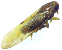 Epeurysa nawaii