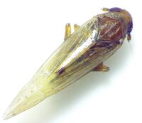 Epeurysa nawaii