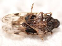 Xenoliarus placitus
