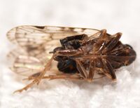 Xenoliarus placitus