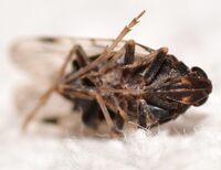 Xenoliarus placitus