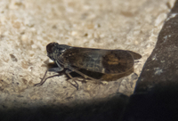 Amiarus humilis
