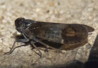 Amiarus humilis