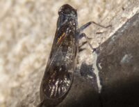Amiarus humilis