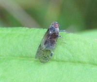 Amiarus humilis