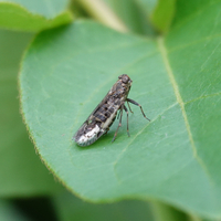 Oliaridus aridus