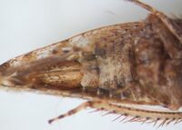 Pendarus franconianus