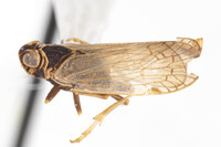 Vitroliarus ecologus