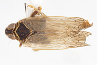 Vitroliarus ecologus