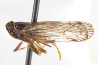 Xenoliarus montanus