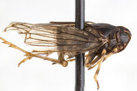 Xenoliarus montanus