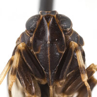 Xenoliarus montanus