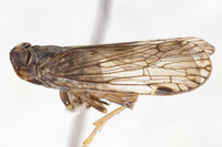 Xenoliarus montanus