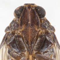 Xenoliarus montanus