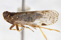 Xenoliarus placitus