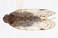 Xenoliarus placitus