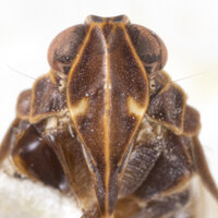 Xenoliarus placitus