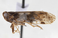 Xenoliarus placitus