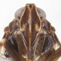 Xenoliarus placitus