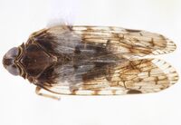 Xenoliarus placitus