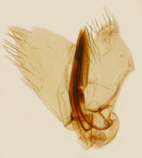 Chlorotettix leersius n. sp.