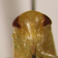 Chlorotettix leersius n. sp.