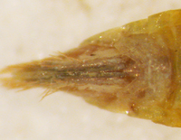 Chlorotettix leersius n. sp.