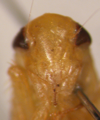 Chlorotettix leersius n. sp.