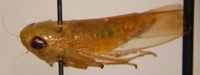 Chlorotettix leersius n. sp.