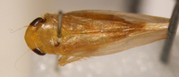 Chlorotettix leersius n. sp.