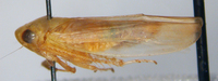 Chlorotettix leersius n. sp.