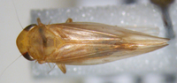 Chlorotettix leersius n. sp.