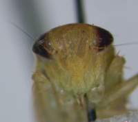 Chlorotettix leersius n. sp.