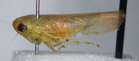 Chlorotettix leersius n. sp.