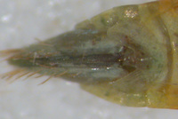 Chlorotettix leersius n. sp.