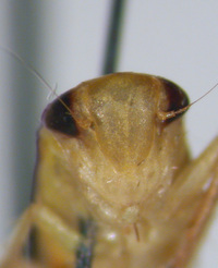 Chlorotettix leersius n. sp.