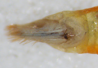 Chlorotettix leersius n. sp.