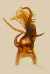 Cilidius quinquelineatus