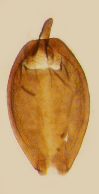 Cilidius quinquelineatus
