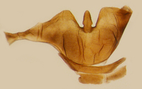 Cilidius quinquelineatus