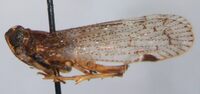 Cilidius quinquelineatus