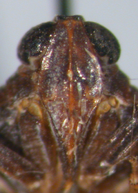 Cilidius quinquelineatus