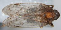 Cilidius quinquelineatus