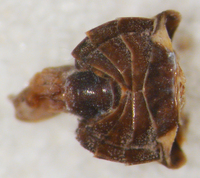 Cilidius vicarius