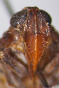 Cilidius vicarius