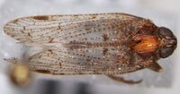 Cilidius vicarius