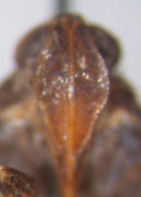 Cilidius vicarius